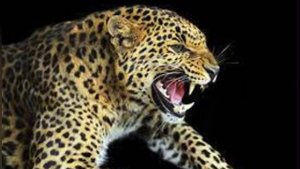 Интересные факты о леопарде￼