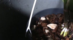 Выбрать грунт для пересадки каттлеи! Каттлеи во мхе.