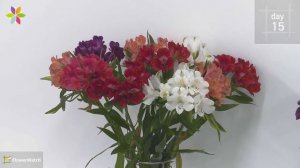 Alstroemeria mix flowering video