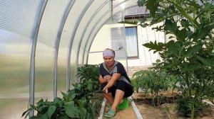 ПЕРЕЦ СЛАДКИЙ БОЛГАРСКИЙ - В 10 РАЗ БОЛЬШЕ ПЕРЦА С КУСТА ПРИ ТАКОМ ВЫРАЩИВАНИИ