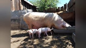 Порода свиней ЛАНДРАС. История, содержание, продуктивность