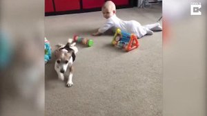 Собака учит ребёнка ползать