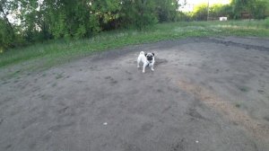 Вечерняя прогулка с мопсом | смешной мопс | sir mops