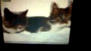Как разговаривают коты и кошки???