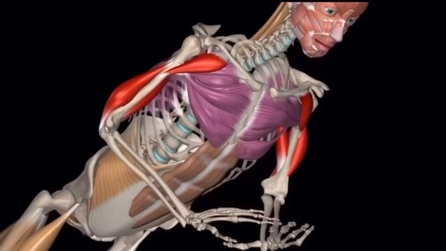 Бриллиантовые отжимания (обучение 2) смотреть онлайн