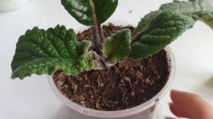 Выращивание стрептокарпуса для выставочного цветения по методике Павла Еникеева. Часть 2