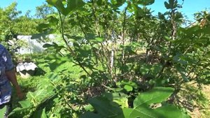 В гостях у мамы, погуляем по саду. Краснодарский край