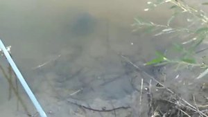 Карпокарась