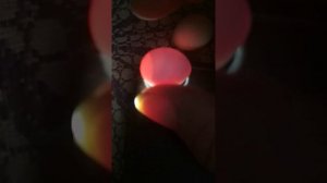 овоскопирование яиц волнистого попугая