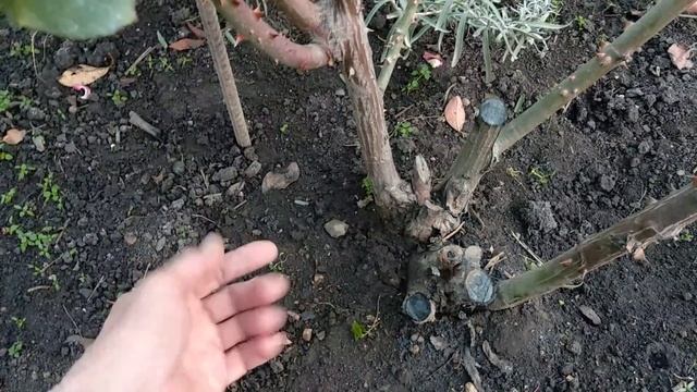 Подготовка роз к зиме. Обрезка роз, обработка земли под розами. Формирование кустов роз осенью.