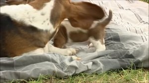 First Time Outdoors! 26 Day Old Basset Hound Puppies