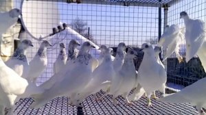 Будапештские голуби лохмоножки