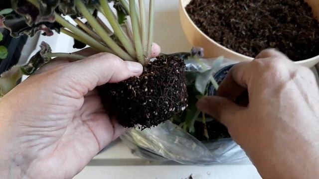 Фиалки стартеры шатаются в горшках! Нюансы пересадки. Как сформировать розетку. смотреть онлайн