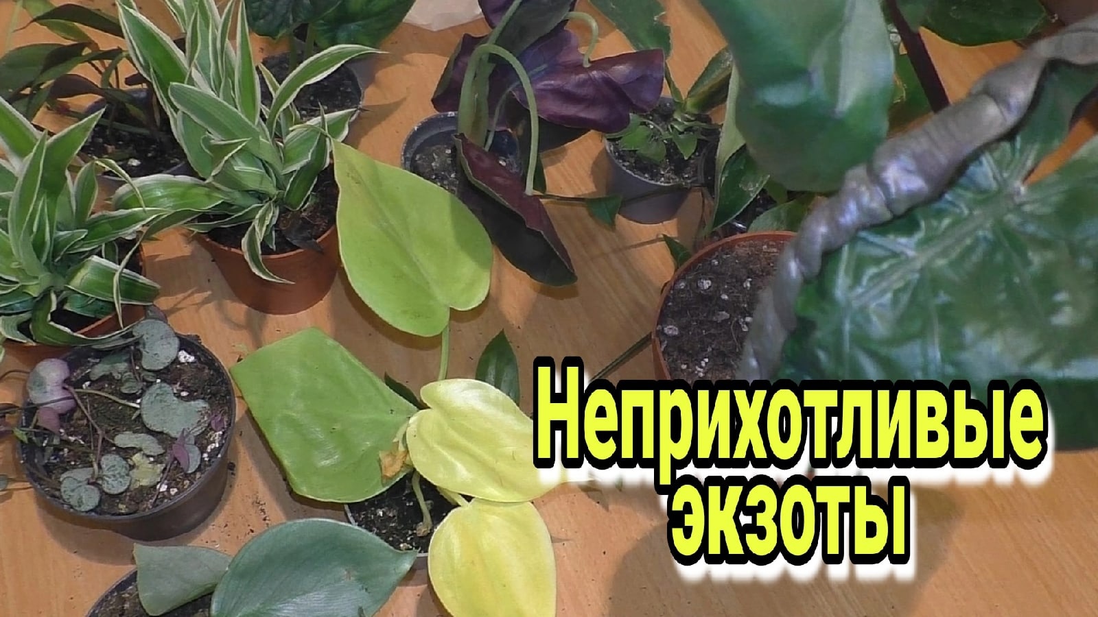 Большая распаковка новых цветов. Цветы наполняющие пространство.