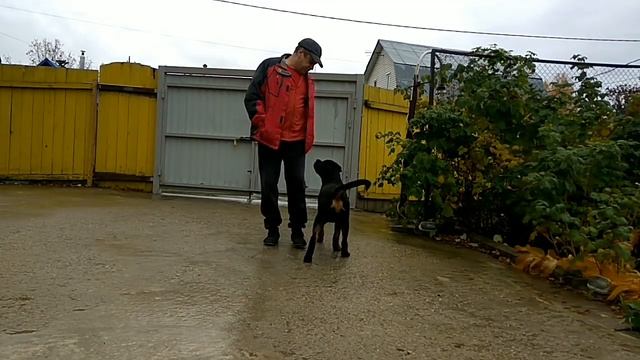 СТОИТ ЛИ БИТЬ РОТВЕЙЛЕРА?дрессировка и воспитание собаки