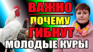 Почему гибнут молодые покупные куры. Причины и их решения.