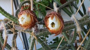 Selenicereus grandiflorus - flower time lapse 3