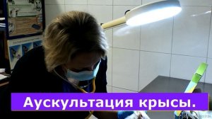 На приёме у ветврача ратолога возрастная крыса.