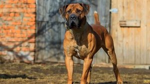 ТОСА ИНУ - МОЩНЫЙ МОЛОСС ДЛЯ ОХРАНЫ. Плюсы и минусы породы.