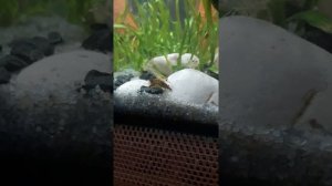 Спаривание аквариумных креветок