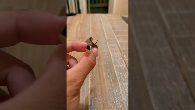 Damiki-Armor Shad 3” (TN Shad) + Megabass-Okashira Screwhead? #bassfishing #fishing #fishinglures смотреть онлайн