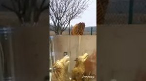 Резьба бензопилой