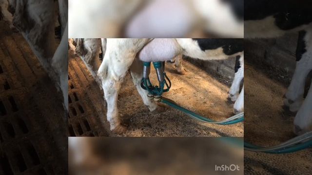 Наше племхозяйство,где я работаю смотреть онлайн