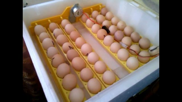 Отмачиваем перепелят//Пеку булочки смотреть онлайн