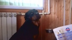 Ротвейлер Пуська -социальный работник