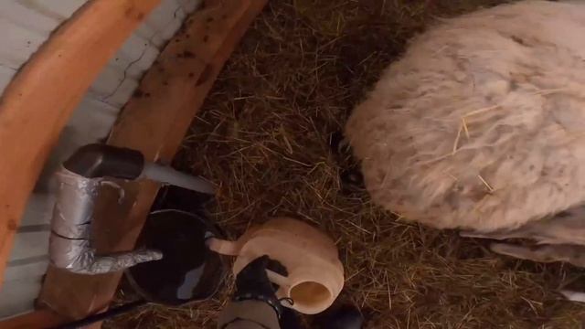 ВСЁ , ПОД НОЖ ! ШАШЛЫК ИЗ 120 КГ БАРАНА ! МОЯ ЖИЗНЬ - ЭТО КОНТЕНТ ДЛЯ ЮТУБА ! [Жизнь в деревне] смотреть онлайн