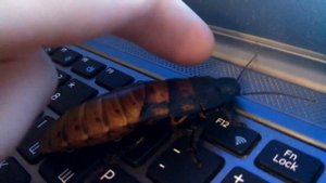 Мадагаскарский шипящий таракан