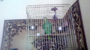 Говорящий попугай венесуэльский амазон Диего.