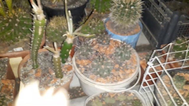 Вечерняя прогулка среди кактусов.  Лето ,жара смотреть онлайн