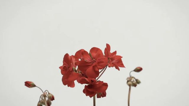 Agua de Colonia N2: Geranium смотреть онлайн