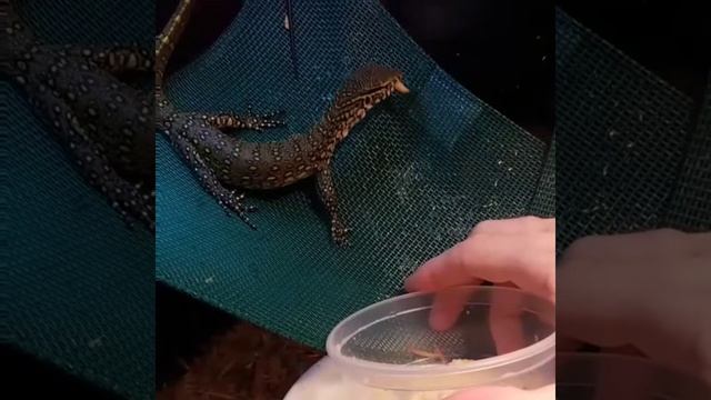 Feeding Dwarf Caiman & Nile Monitor plus New addition! смотреть онлайн