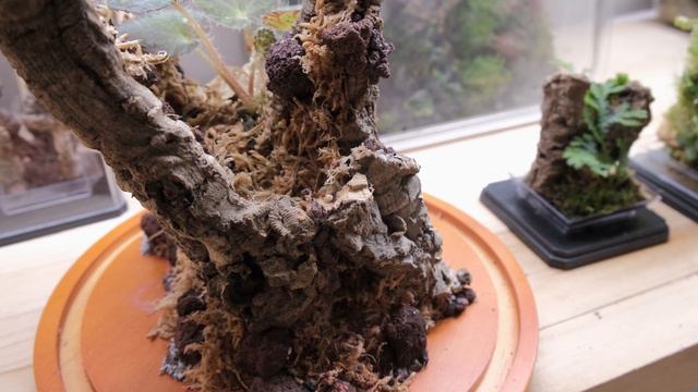 Create a living tree trunk terrarium смотреть онлайн