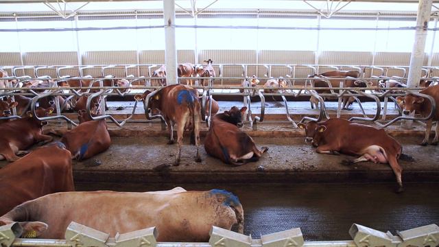 Агроальянс ферма смотреть онлайн