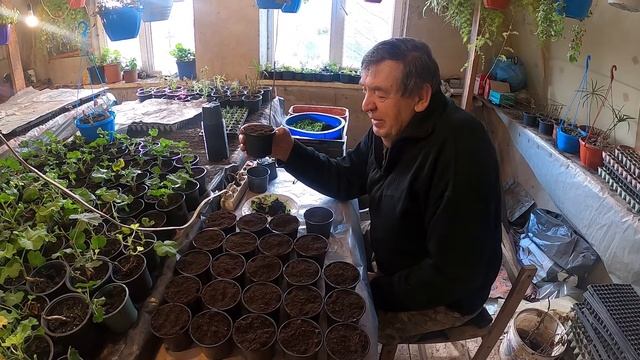 Крупно цветковая ромашка - выращивание. Советы агронома. смотреть онлайн