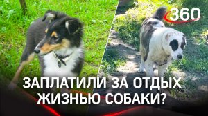 Сторожевой алабай на базе отдыха растерзал собаку гостьи