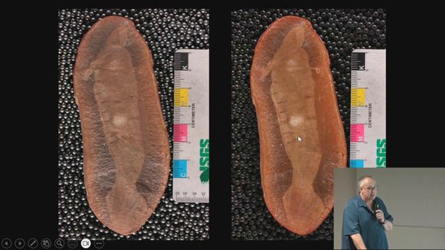 Fossils of Illinois: A Step Back Through Time