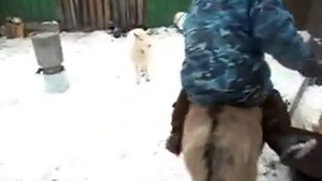 Осел в Тогучине. Дрессированный ишак