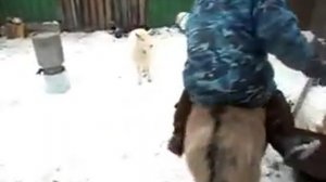 Осел в Тогучине. Дрессированный ишак