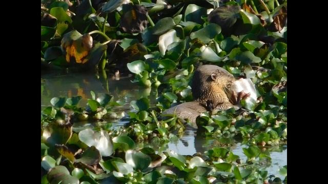 Kaziranga National Park смотреть онлайн