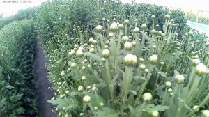 Хризантема.Выращивание.Притенение.