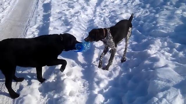 Лабрадор и Курцхаар смотреть онлайн