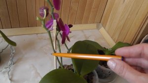 как отличить цветонос от корня. Как формируется цветонос у орхидеи