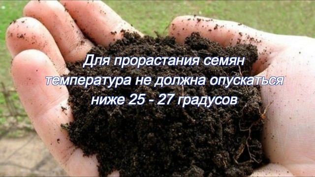 Размножение драцены семенами