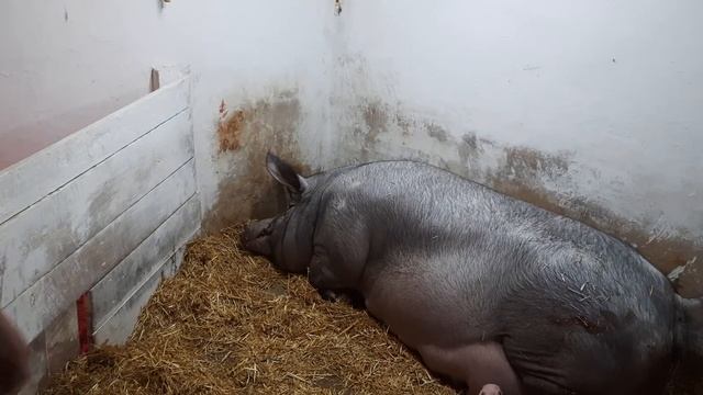 //Чёрно-Белый опорос вьетнамской свиньи 300+//Красунька -Мегера-монстр// смотреть онлайн