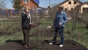 Как распознать дичок на яблоне