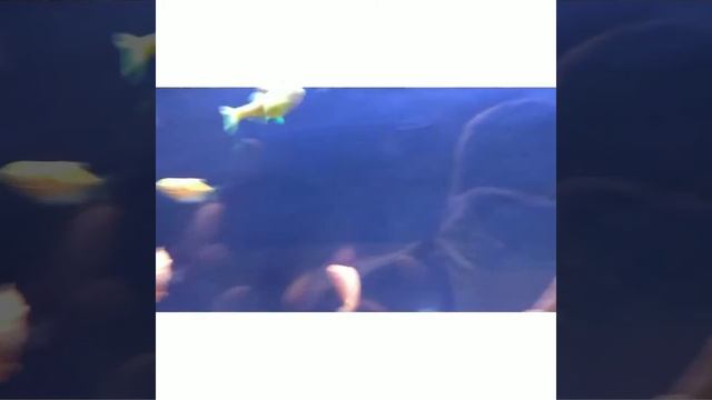 аквариумный внешний фон смотреть онлайн